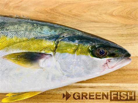 green fish|Greenfish .